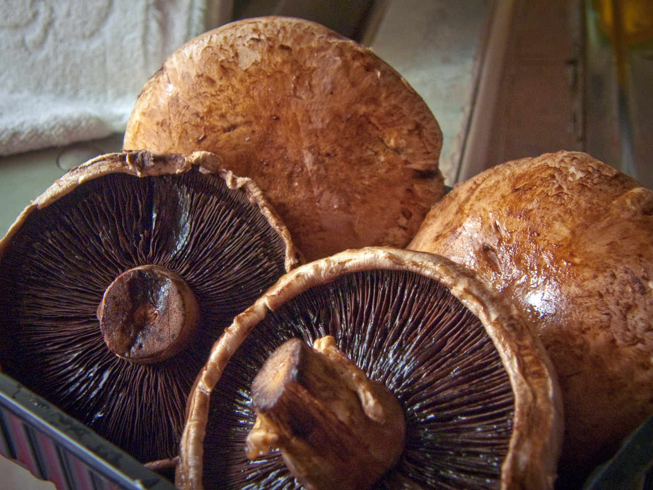 Mushroom grower's guide