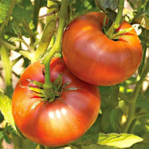 Photo: Brandywine Red Tomatoes, Courtesy of White Flower Farm
