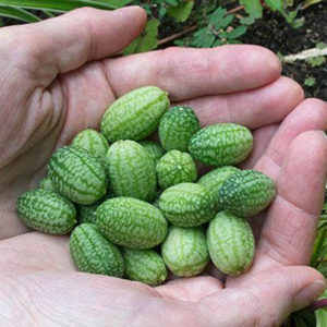 Photo: Mexican Sour Gherkins, Courtesy of White Flower Farm