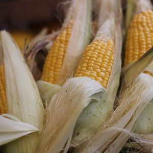 corn 4_Pixabay_post