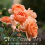 White Flower Farm rose