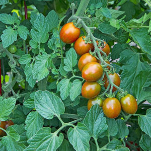 chocolate sprinkles tomato vine_White Flower Farm