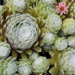 Sempervivum Cob Web 