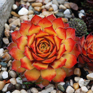 Sempervivum Gold Nugget