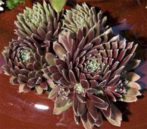 Sempervivum purple passion