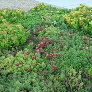 White Flower Farm sedum tiles