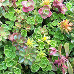 White Flower Farm sedum tiles