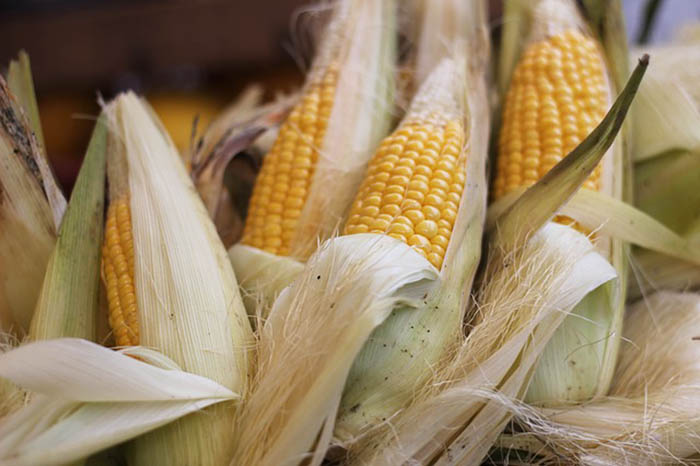 how to shuck corn on the cob