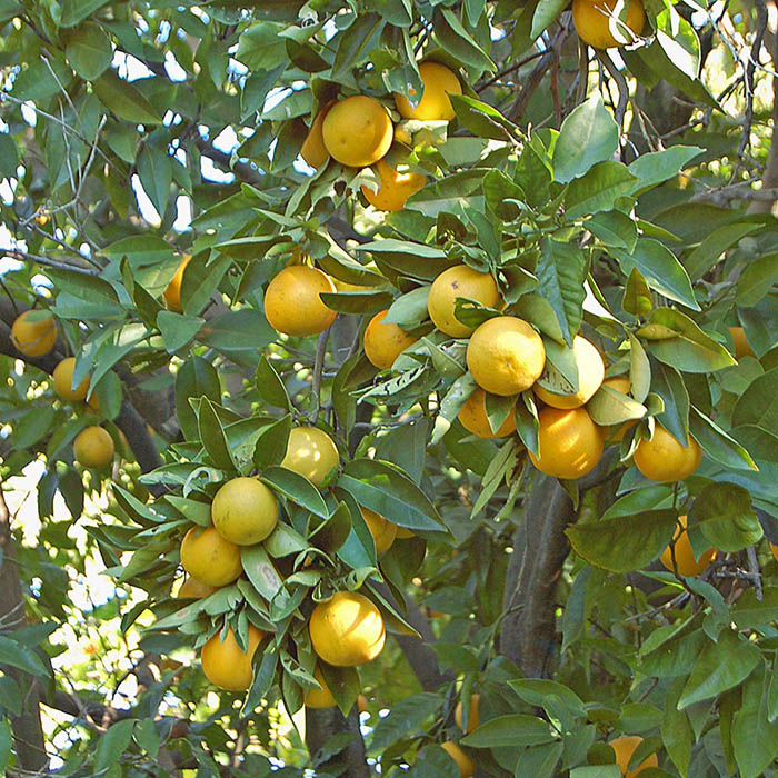 Meyer Lemon tree_White Flower Farm