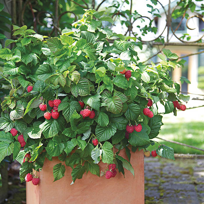 Raspberry Shortcake_White Flower Farm