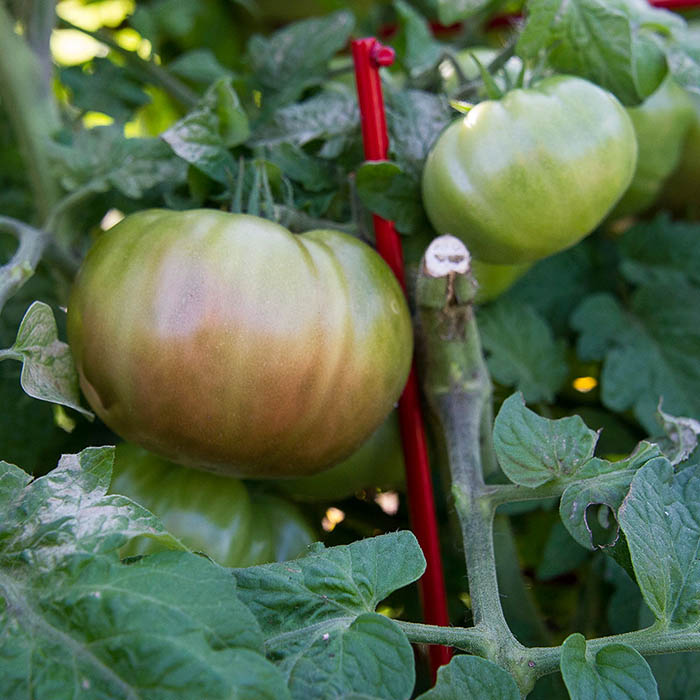 Tomato Purple Reign_White Flower Farm